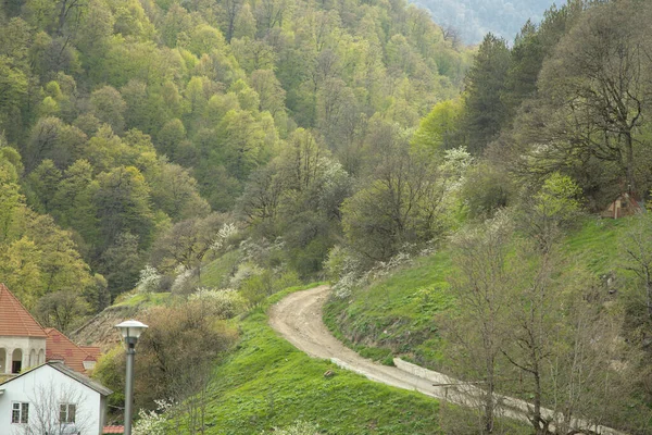 森や道路の緑の木は — ストック写真