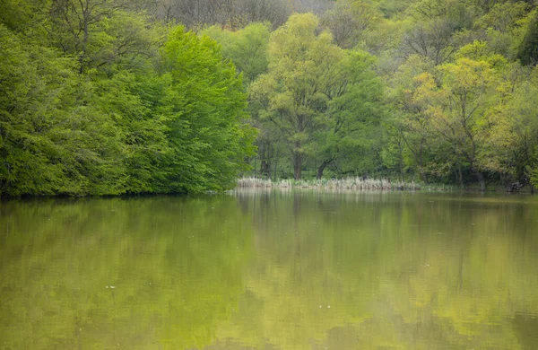 Beaux Arbres Verts Forêt Fond Lac — Photo