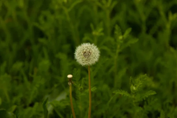 Paardenbloem Het Groene Gras Tuin — Stockfoto