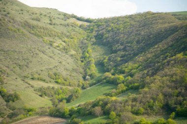 yeşil çimenler ve ağaçlar dağ arka planında