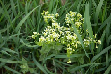 Yeşil çimenlikte beyaz çiçekler