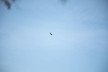 Gökyüzünde kuşları olan kartal.