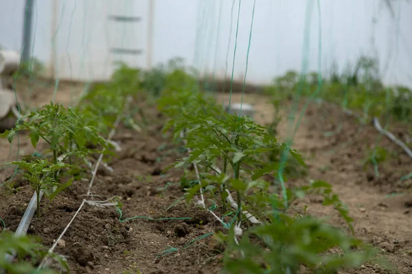 Tomatstjälkar Växthuset — Stockfoto