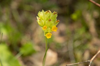 Alan sarısı çiçek doğa arka planında