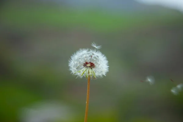 Paardebloem Het Groene Gras Natuur Achtergrond — Stockfoto