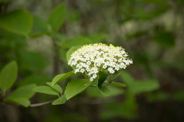 Biały Kwiat Drzewie Tle Natury — Zdjęcie stockowe