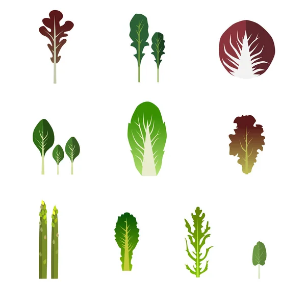 Uppsättning av salladsskål. Bladgrönsaker grön sallad. — Stockfoto