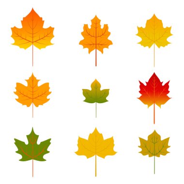 Beş adet kırmızı ve sarı akçaağaç yaprağı beyaz üzerine izole edilmiş.