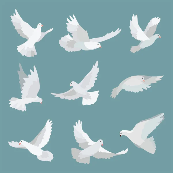 Set white doves peace isolated on background. Vector bird illustration. — Stock Vector