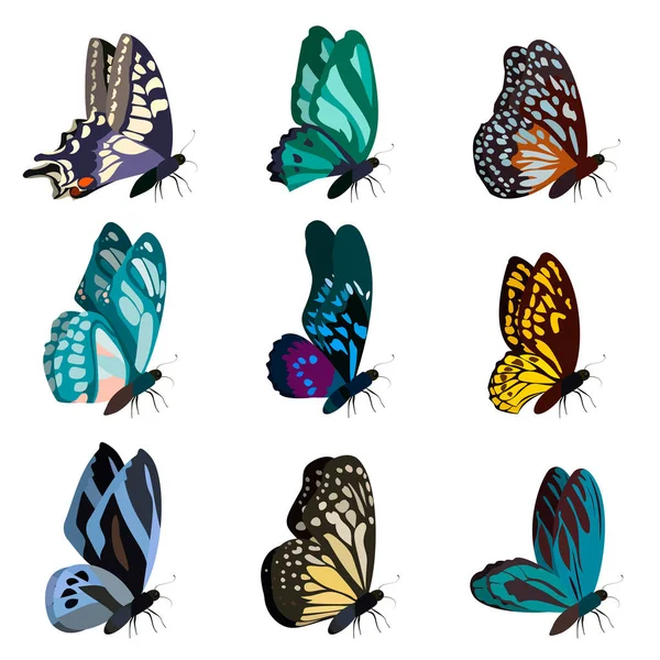 Grande collezione di farfalle colorate. Farfalle isolate su bianco. Vettore — Vettoriale Stock