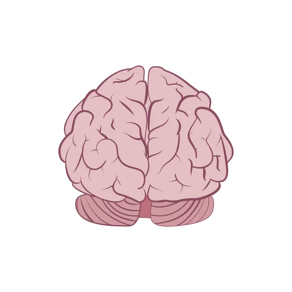 Human brain. Vector — Stock Vector