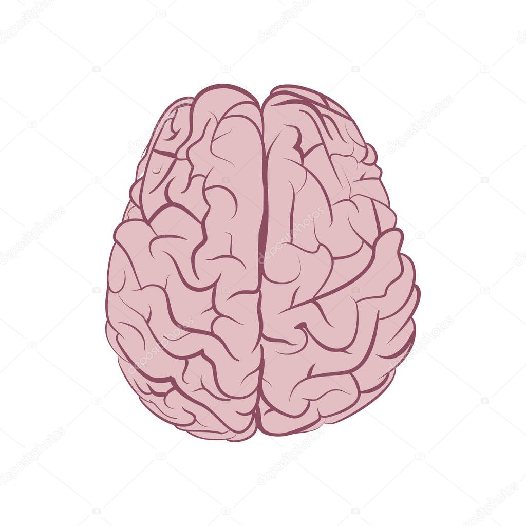 Human brain. Vector