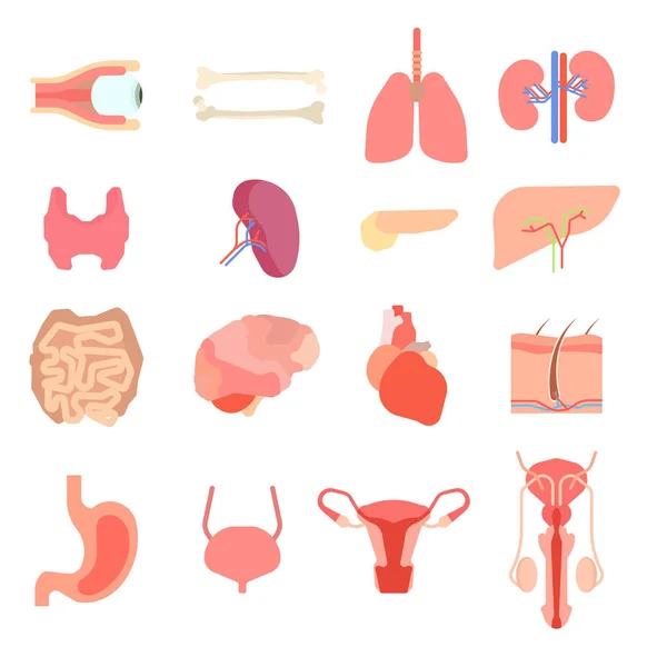 Set cartoon interne menselijke organen. Menselijke lever geneeskunde anatomie organen tekens. Menselijke orgel tekens anatomie gezondheid medische ontwerp en lichaam fysiologie nier karakter. illustratie. — Stockfoto