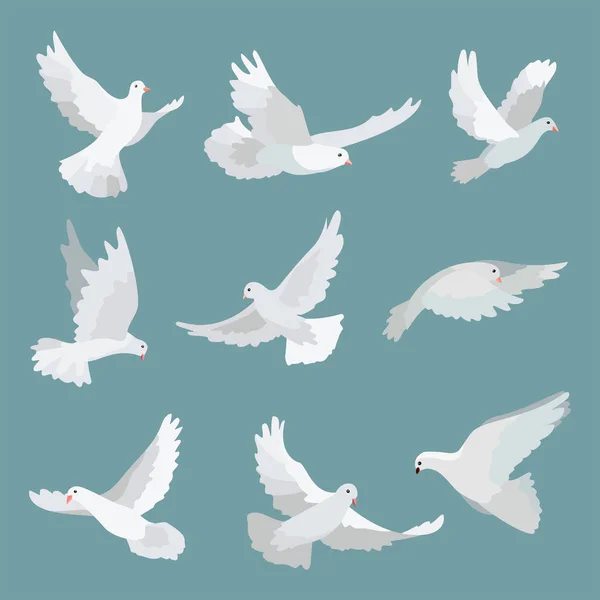 Impostare colombe bianche pace isolata su sfondo. Illustrazione degli uccelli . — Foto Stock