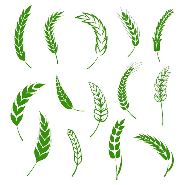 Set di semplici spighe di grano icone verdi ed elementi di design grano per la birra, grano biologico cibo fresco fattoria locale, pasticceria progettazione grano a tema, grano, elementi di birra. Illustrazione vettoriale eps10 — Vettoriale Stock