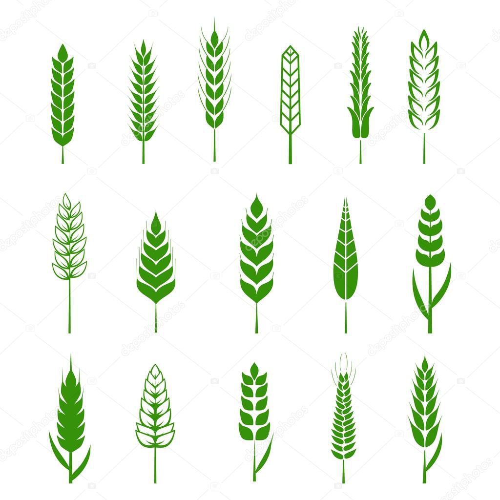 Set of simple wheats ears green icons and grain design elements for beer, organic wheats local farm fresh food, bakery themed wheat design, grain, beer elements. Vector illustration eps10