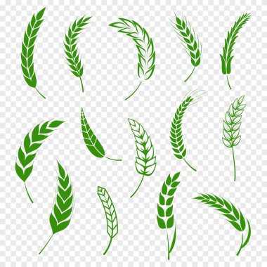 Basit yeşil buğday kulakları simgeler ve bira, organik veya yerel çiftlik taze gıda, fırın temalı buğday tasarımı, tahıl, bira elemanları, çavdar basit için buğday tasarım elemanları ayarlayın. Vektör illüstrasyon eps10