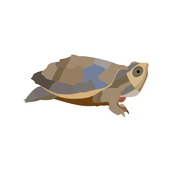 Karikatür kaplumbağası beyaz arka planda izole edilmiş. Vektör — Stok Vektör