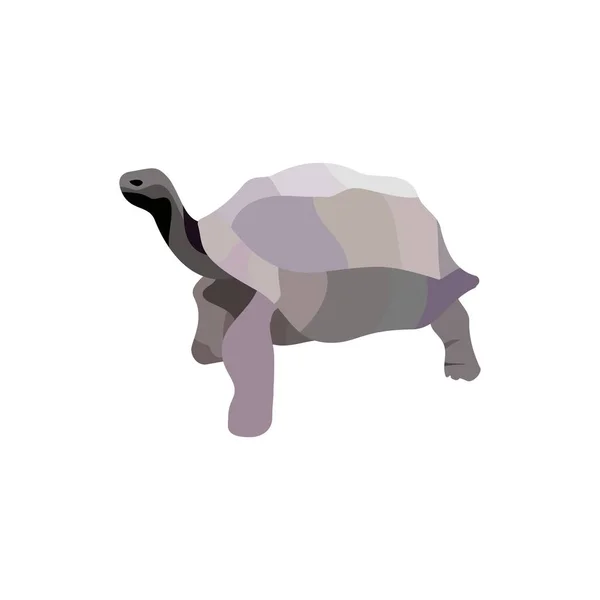 Tecknad sköldpadda isolerad på vit bakgrund. Vektor — Stock vektor