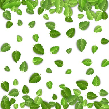 Flying green leaves on white background. Spring leaf pattern on isolated backdrop. Fall fresh leaves plant. Vector illustration closeup