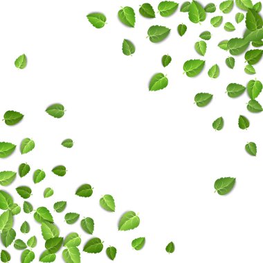 Flying green leaves on white background. Spring leaf pattern on isolated backdrop. Fall fresh leaves plant. Vector illustration closeup