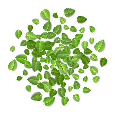 Flying green leaves on white background. Spring leaf pattern on isolated backdrop. Fall fresh leaves plant. Vector illustration closeup