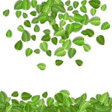 Flying green leaves on white background. Spring leaf pattern on isolated backdrop. Fall fresh leaves plant. Vector illustration closeup
