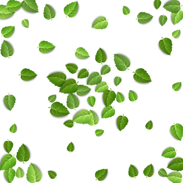 Flying green leaves on white background. Spring leaf pattern on isolated backdrop. Fall fresh leaves plant. Vector illustration closeup — Stok Vektör