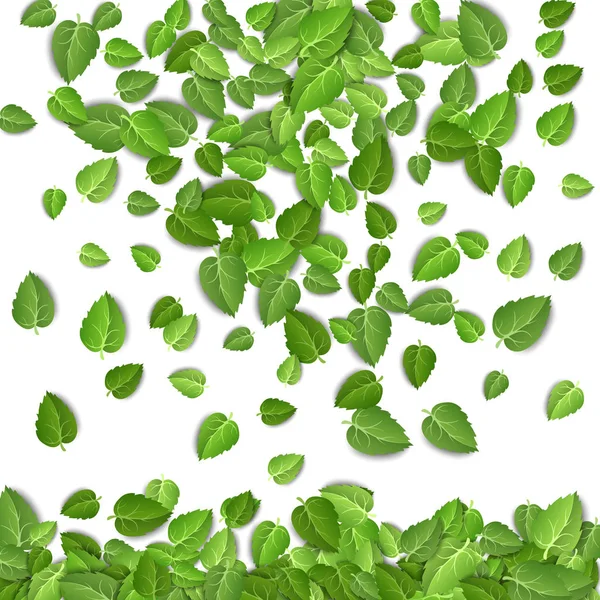 Flying green leaves on white background. Spring leaf pattern on isolated backdrop. Fall fresh leaves plant. Vector illustration — Stock Vector