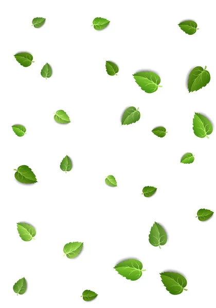 Flying green leaves on white background. Spring leaf vertical pattern on isolated backdrop. Fall fresh leaves plant. Vector illustration — Stock Vector