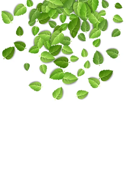 Vliegende groene bladeren op witte achtergrond. Lente blad verticaal patroon op geïsoleerde achtergrond. Vallen verse bladeren plant. Vectorillustratie — Stockvector