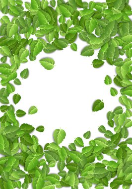 Beyaz arka planda uçan yeşil yapraklar. İzole edilmiş arka planda bahar yaprağı dikey deseni. Taze yaprak bitkisi. Vektör illüstrasyonu