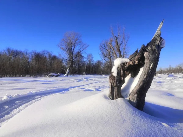 Albero Morto Congelato Nella Foresta — Foto Stock