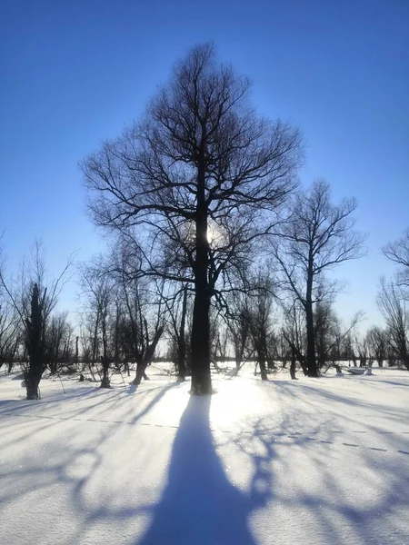 Sotto Ombra Invernale Albero — Foto Stock