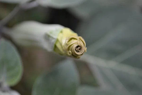 Bud Longo Pronto Para Florescer — Fotografia de Stock