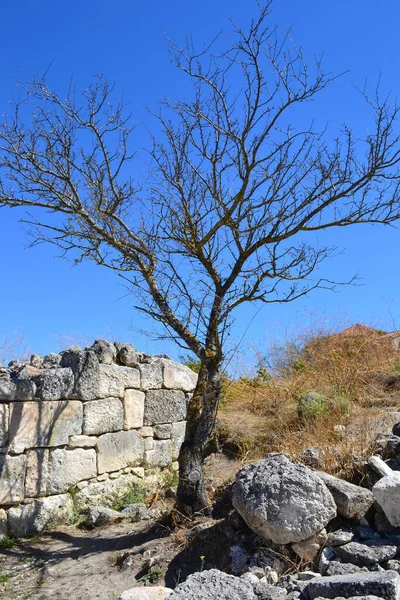 Açık bir günde ölü bir ağaç. Kırım. Chufut-Kale