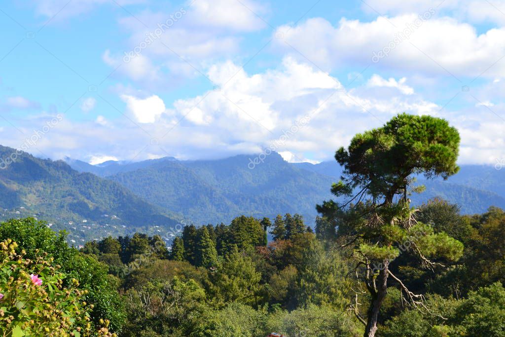 High tree in the forest on the background of mountains. Georgia. Batumi