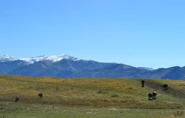 cows graze in a meadow among the mountains on a Sunny day. Georgian military road. Georgia.
