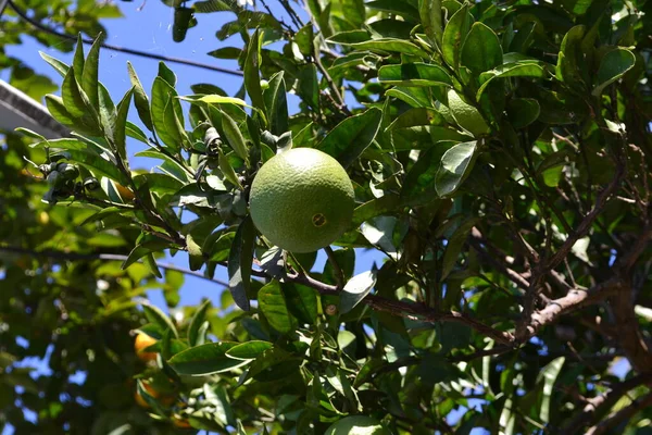 Grüne Orange Auf Einem Zweig — Stockfoto