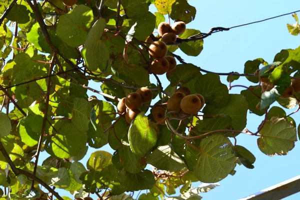 Reife Kiwis Auf Einem Zweig Einem Sonnigen Tag — Stockfoto