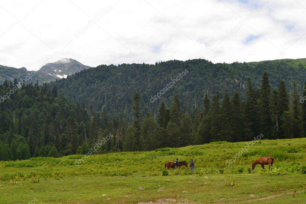 horses graze in a meadow in the mountains