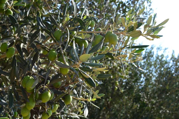 Aceitunas Verdes Árbol —  Fotos de Stock