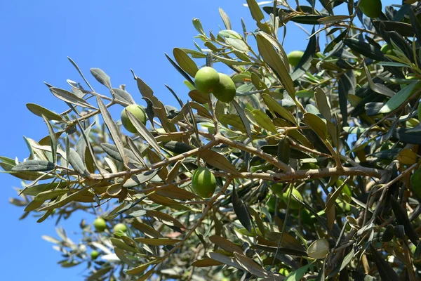 Зеленые Оливки Дереве — стоковое фото