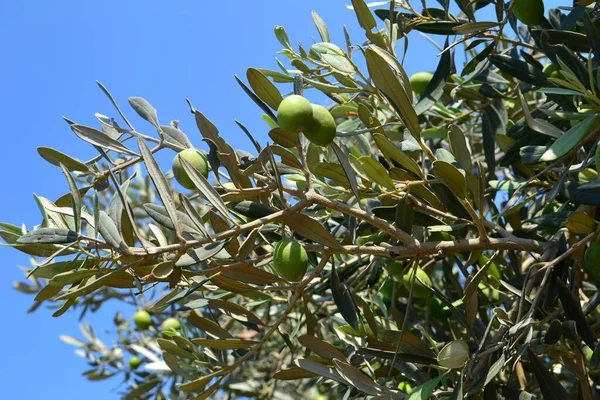 Ağaçta yeşil zeytin