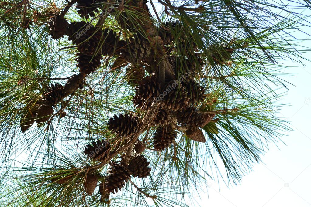 pine branch with cones against the blue sky