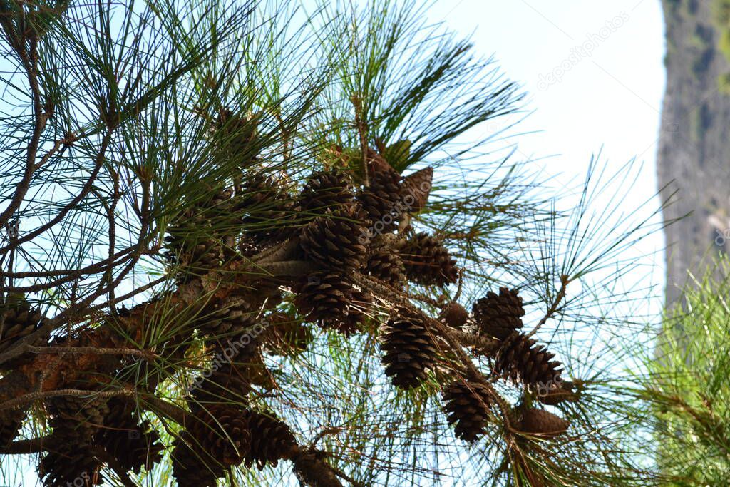 pine branch with cones against the blue sky