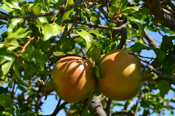 Ripe Pomegranate Fruits Tree — Stock Photo, Image