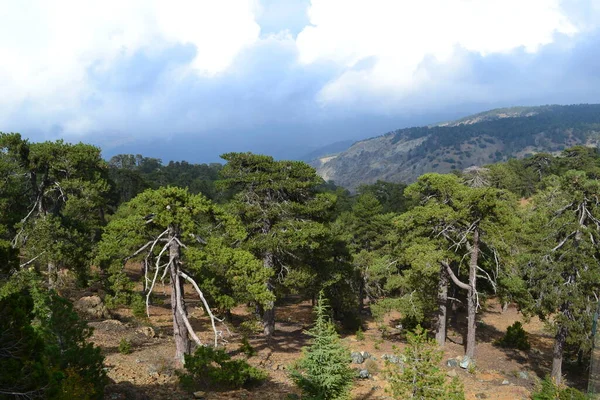 키프로스의 지대에 소나무 — 스톡 사진