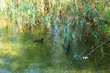 Yazın ördeklerle göl