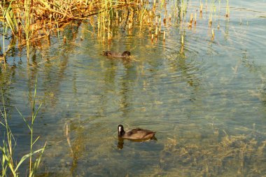 Yazın ördeklerle göl